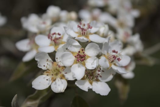 The picture shows blossoms of a pear tree