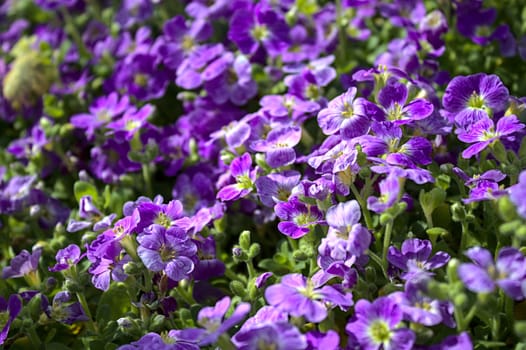 The pictureshows blossoming lilac bush in the garden