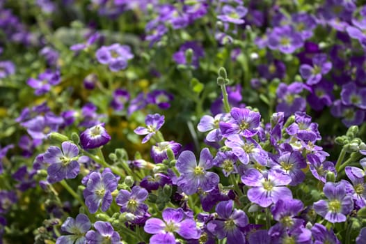 The picture shows blossoming lilac bush in the garden