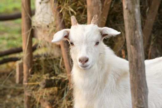 Young Goat In The Morning Spring Farm