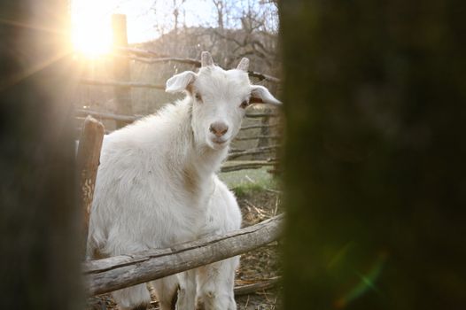 Goat  In The Morning Spring Farm