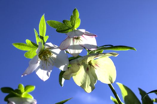 The picture shows a beautiful christmas rose in front of the blue sky