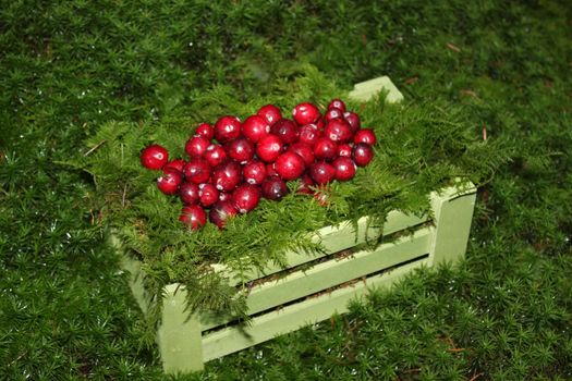 The picture shows fresh cranberries in the moss