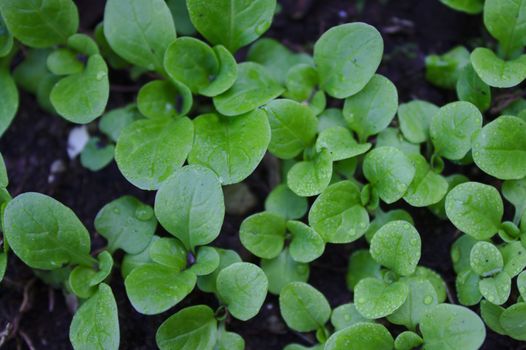 The picture shows lamb`s lettuce in the garden