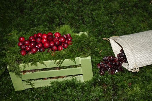 The picture shows fresh and dried cranberries in the moss