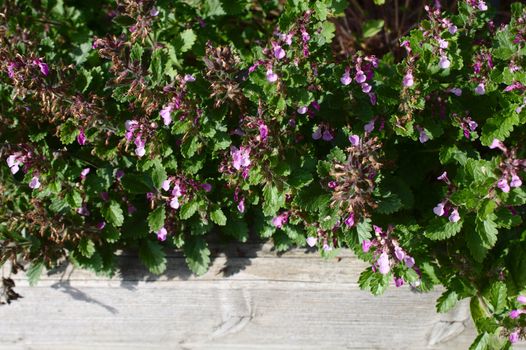 The picture shows a hyssop field in the garden