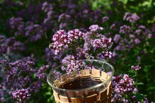 The picture shows mint in the forest and mint tea