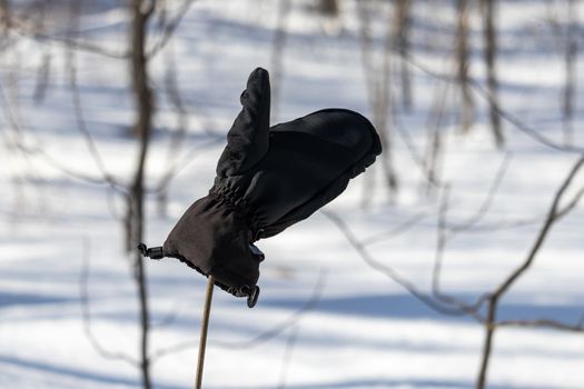 A lost mitten has been placed on a branch along a hiking trail in the winter, in hopes that its owner might be able to quickly find it. The black glove is seen in focus before snow and trees.