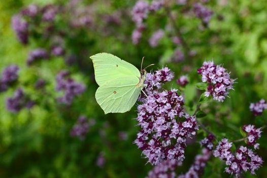 The picture shows a brimstone butterfly on a mint in the forest