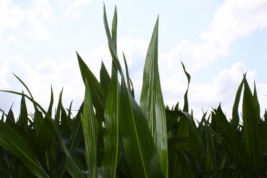 The picture shows corn field in the summer
