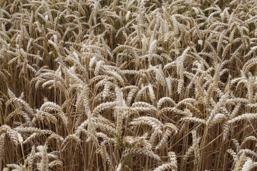 The picture shows a wheat field in the summer