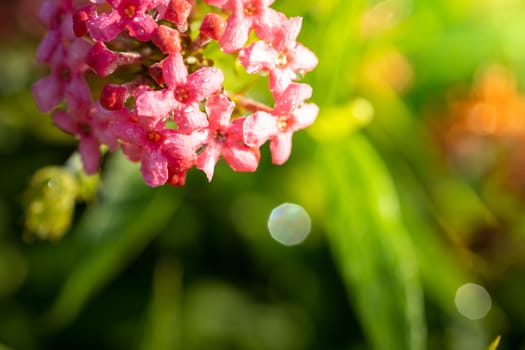 The background image of the colorful flowers, background nature