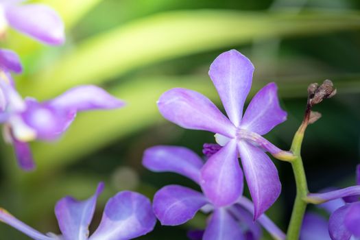 Beautiful blooming orchids in forest, On the bright sunshine