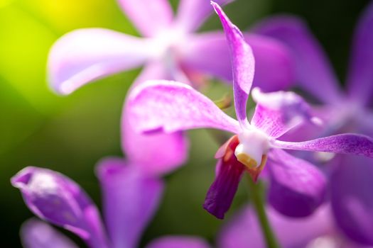 Beautiful blooming orchids in forest, On the bright sunshine