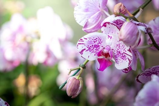 Beautiful blooming orchids in forest, On the bright sunshine