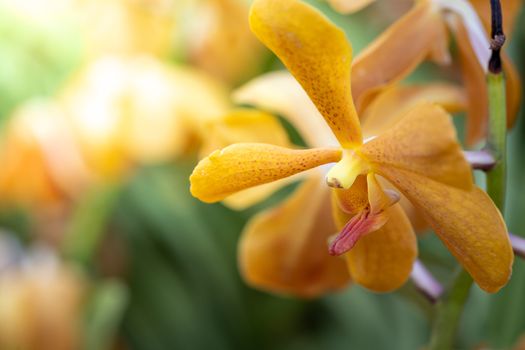 Beautiful blooming orchids in forest, On the bright sunshine