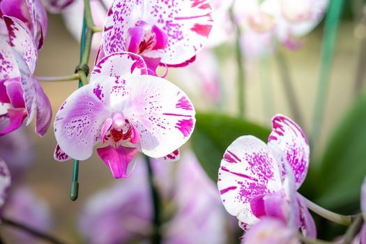 Beautiful blooming orchids in forest, On the bright sunshine