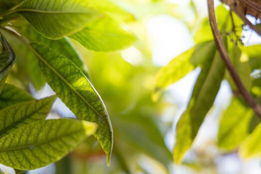 Close Up green leaf under sunlight in the garden. Natural background with copy space.