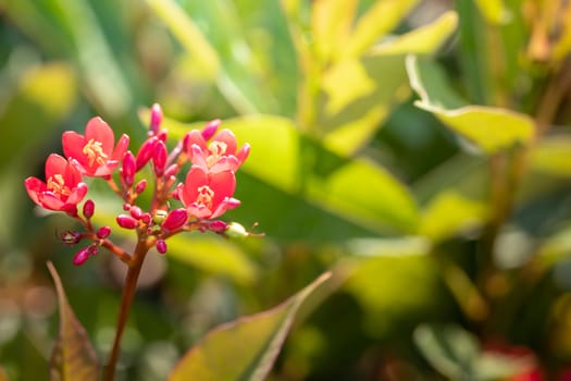 The background image of the colorful flowers, background nature