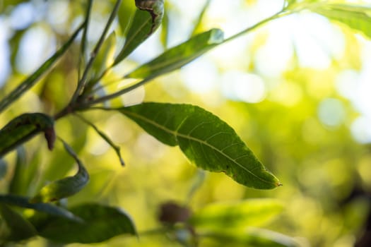 Close Up green leaf under sunlight in the garden. Natural background with copy space.