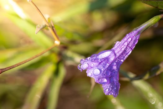 The background image of the colorful flowers, background nature