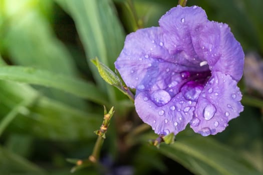 The background image of the colorful flowers, background nature