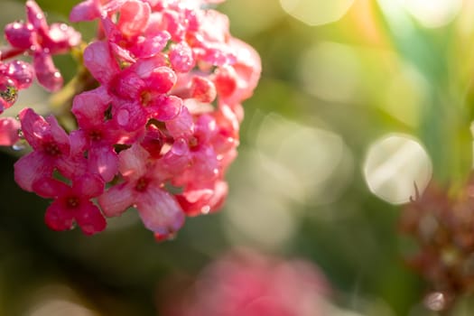 The background image of the colorful flowers, background nature