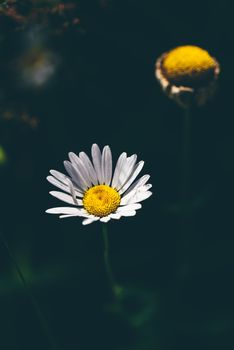 Chamomile flower close up on dark background