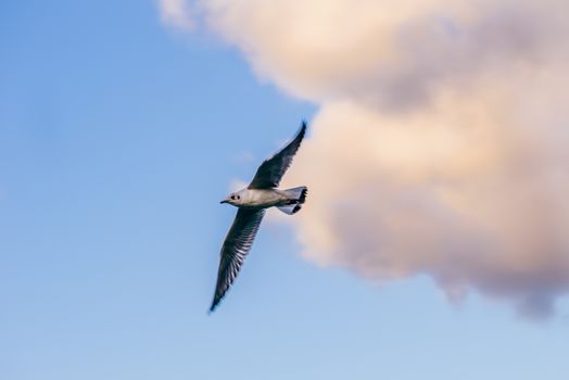 Seagull in flight against sunset sky with clouds