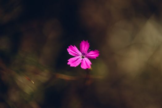 Flower of pink dianthus on the meadow