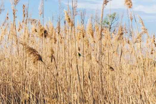 Yellow wagtail in dried grass in summer day