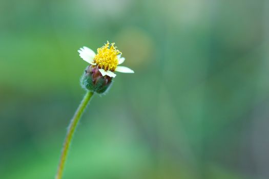 Flower of grass in green natural background at tropical forest. Vintage natural background. Closeup and copy space.