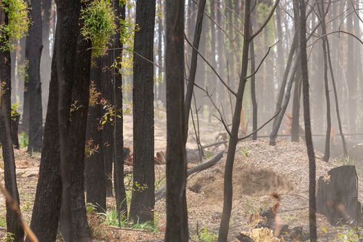 Bush regeneration in the aftermath of bush fires during summer in Australia