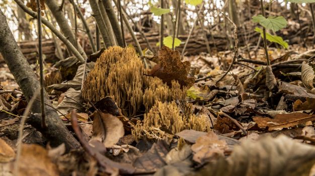view of the Ramaria flaccida fungus in the forest in holland
