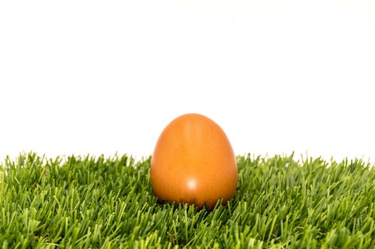 Focus A chicken egg on the grass. Chicken egg. Close up of traditional chicken egg on green grass.