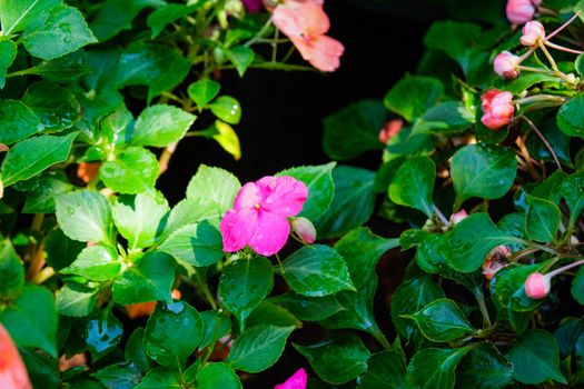 A Photo of pink flower on grass background in soft focus.