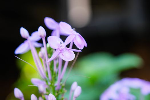 The Beautiful pink Needle flower in the garden