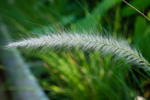 The Communist grass flowers in sunlight. Communist grass flower in sunlight during sunset, Bright shinny flowers with their hair.