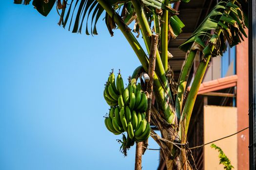 The Banana trees with bunch. Selective focus. Organic food and organic farming concept.