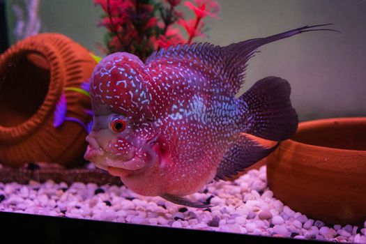 The Flowerhorn Fish Aquarium Fish Flower horn Fish Flowerhorn Cichlid Fish isolated on white background This has clipping path.