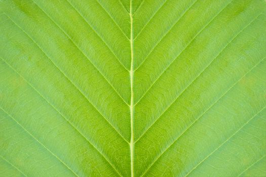 Closeup green leaf texture background in tropical forest. Concept of nature conservation and global warming.