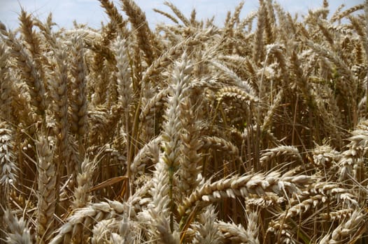 The picture shows a wheat field in the summer
