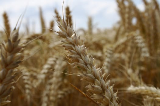 The picture shows wheat field in the summer