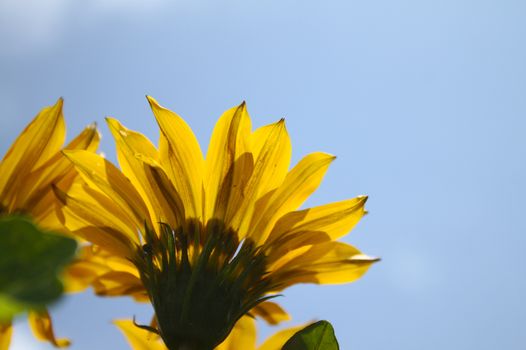 The picture shows sunflower in front of the blue sky