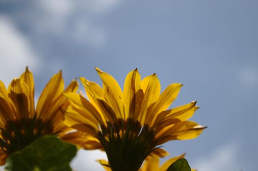 The picture shows a sunflower in front of the blue sky