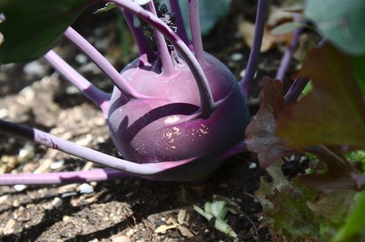 The picture shows a cabbage turnip in the garden
