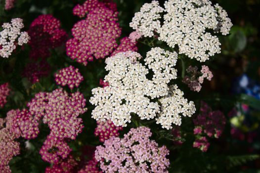 The picture shows pink and white blossoming yarrow in the garden