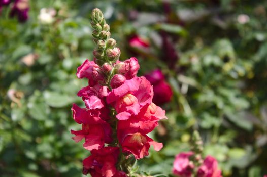 The picture red snapdragons in the garden