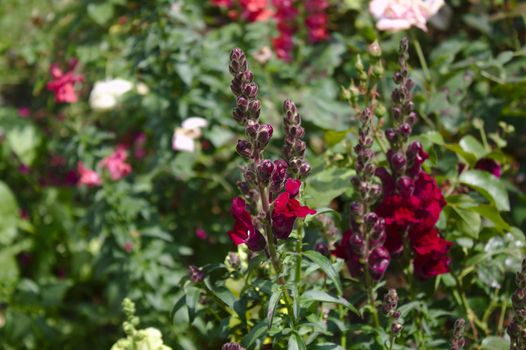 The picture shows red snapdragons in the garden