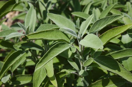 The picture shows healthy sage in the garden